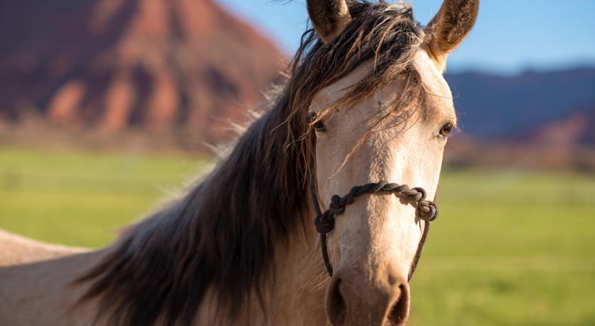 Sorrel River Ranch Resort & Spa Moab Eksteriør bilde