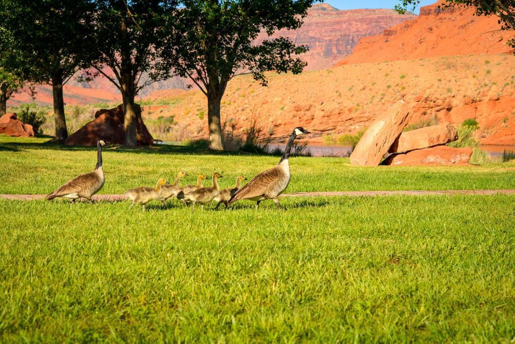 Sorrel River Ranch Resort & Spa Moab Eksteriør bilde